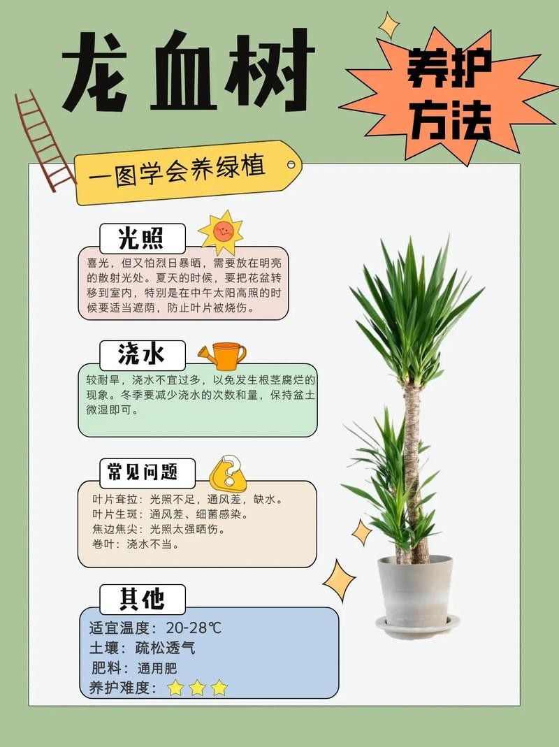 龍血樹如何養護？