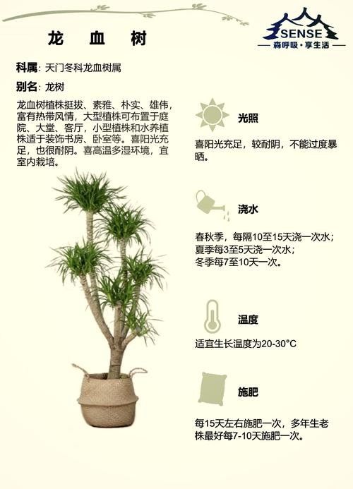 龍血樹如何養護？