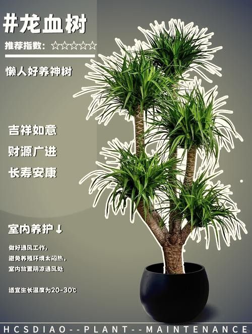 龍血樹如何養護？