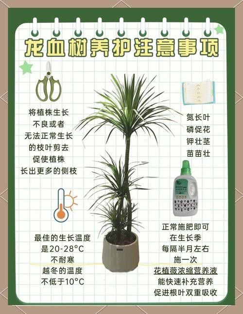 龍血樹如何養護？