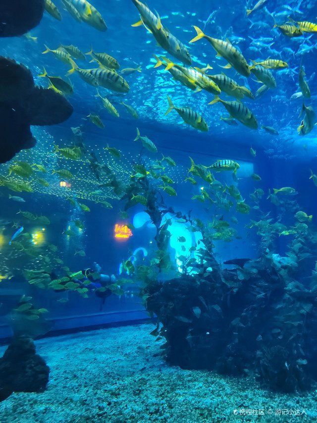 陸家嘴海洋水族館門票價格