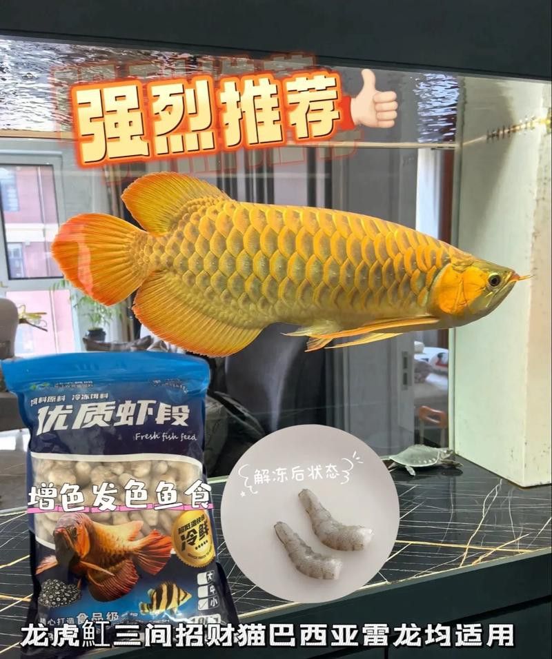虎魚能和龍魚一起養嗎圖片視頻