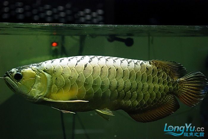金龍魚霸氣發(fā)聲:網(wǎng)絡謠言再次被翻炒,金龍魚發(fā)聲以正視聽 龍魚百科 第5張 金龍魚霸氣發(fā)聲:網(wǎng)絡謠言再次被翻炒,金龍魚發(fā)聲以正視聽 金龍魚霸氣發(fā)聲:網(wǎng)絡謠言再次被翻炒,金龍魚發(fā)聲以正視聽 龍魚百科 第5張