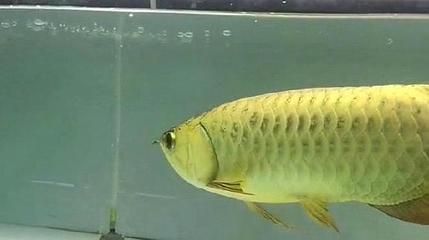 金龍魚霸氣發(fā)聲:網(wǎng)絡謠言再次被翻炒,金龍魚發(fā)聲以正視聽 龍魚百科 第6張 金龍魚霸氣發(fā)聲:網(wǎng)絡謠言再次被翻炒,金龍魚發(fā)聲以正視聽 金龍魚霸氣發(fā)聲:網(wǎng)絡謠言再次被翻炒,金龍魚發(fā)聲以正視聽 龍魚百科 第6張