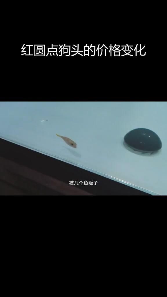 奈及利亞紅圓點(diǎn)狗頭價格