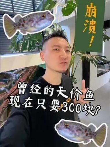 奈及利亞紅圓點(diǎn)狗頭價格
