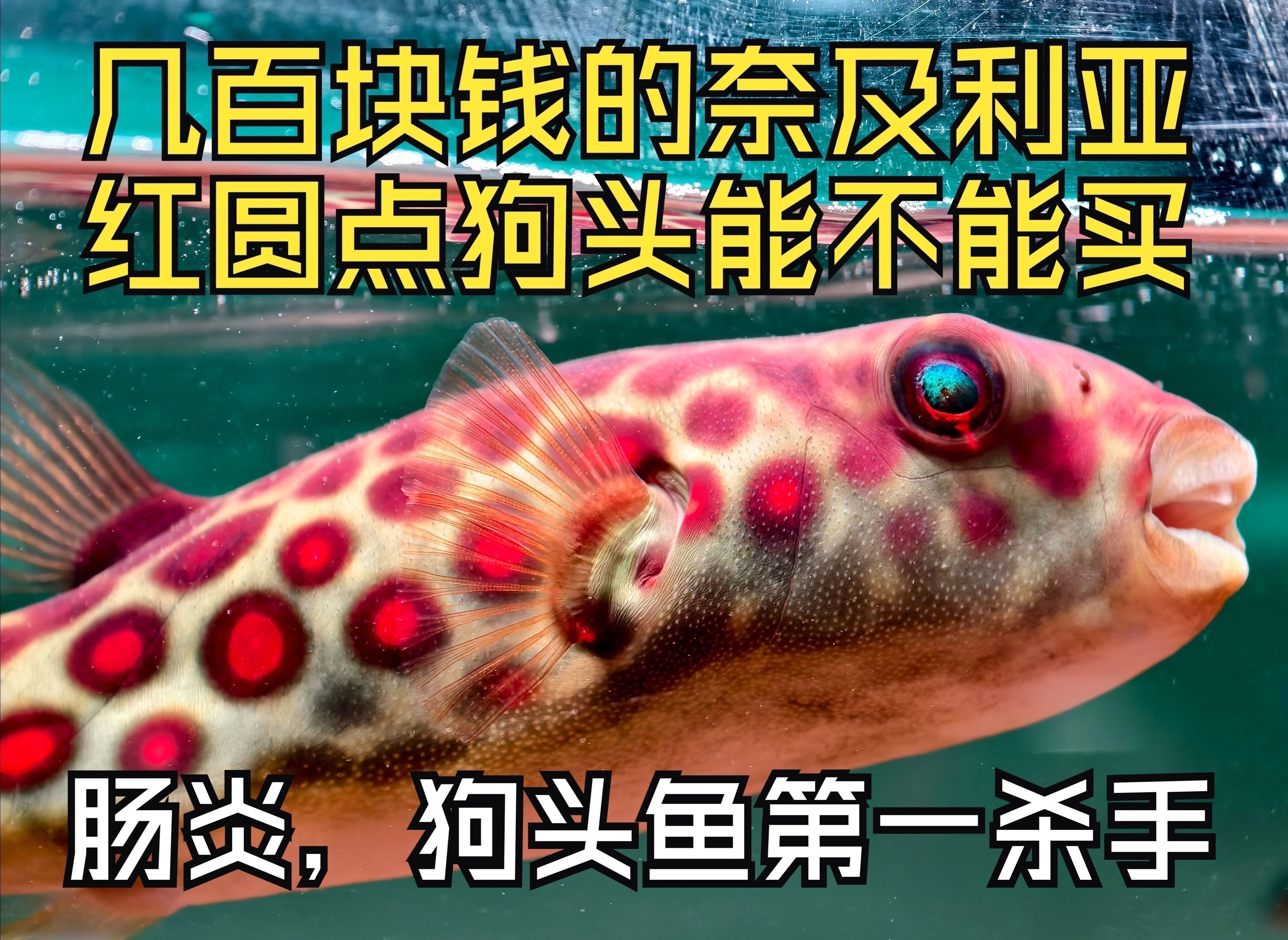 奈及利亞紅圓點(diǎn)狗頭價格