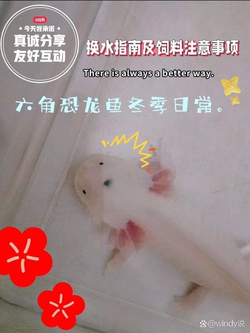 六角恐龍魚冬天