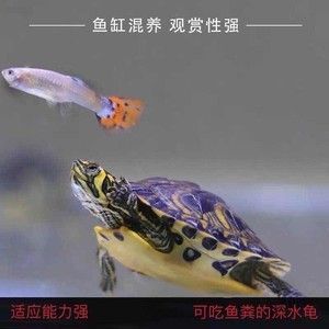 黃耳龜能和龍魚養在一起嗎？：黃耳龜能和龍魚養在一起嗎黃耳龜能和龍魚養在一起嗎