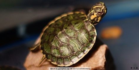 黃耳龜能和龍魚養在一起嗎？：黃耳龜能和龍魚養在一起嗎黃耳龜能和龍魚養在一起嗎