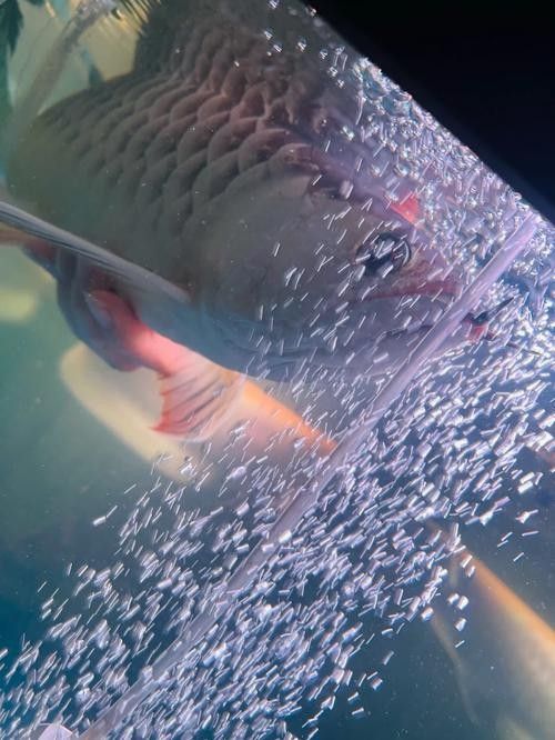 龍魚浮在水面