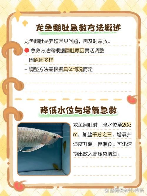 龍魚浮在水面