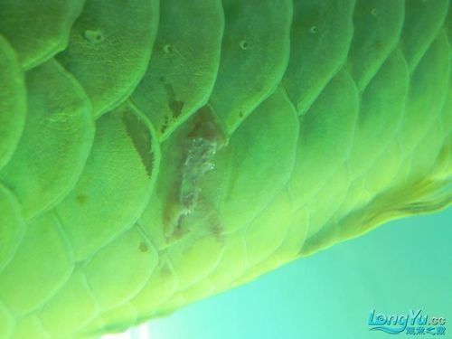 龍魚浮在水面