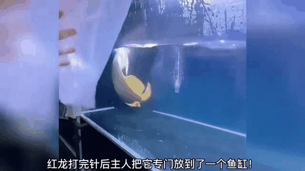 龍魚浮在水面