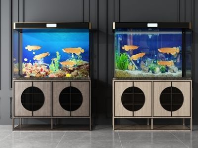養銀龍魚要多大的魚缸比較好：養殖銀龍魚要多大的魚缸比較好
