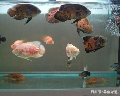 觀賞金龍魚什么價格：觀賞金龍魚價格解析，一條金龍魚到底多少錢？ 觀賞金龍魚什么價格：觀賞金龍魚價格解析，一條金龍魚到底多少錢？ 龍魚百科 第2張