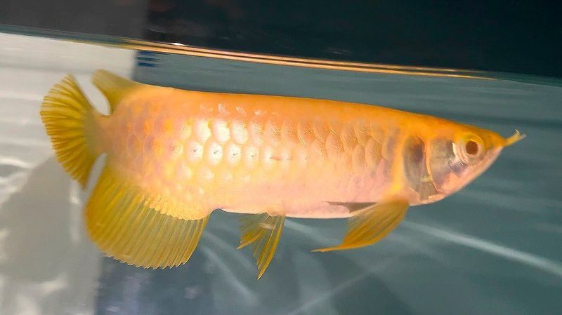白子金龍魚 白子金龍魚 龍魚百科 第7張