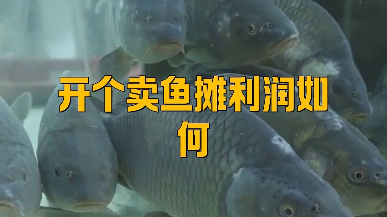賣魚的利潤(rùn)一般有多少 賣魚的利潤(rùn)一般有多少 龍魚百科 第4張