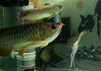 金龍魚繁殖基地有哪些品種：金龍魚的繁殖基地有哪些品種 金龍魚繁殖基地有哪些品種：金龍魚的繁殖基地有哪些品種 龍魚百科 第2張