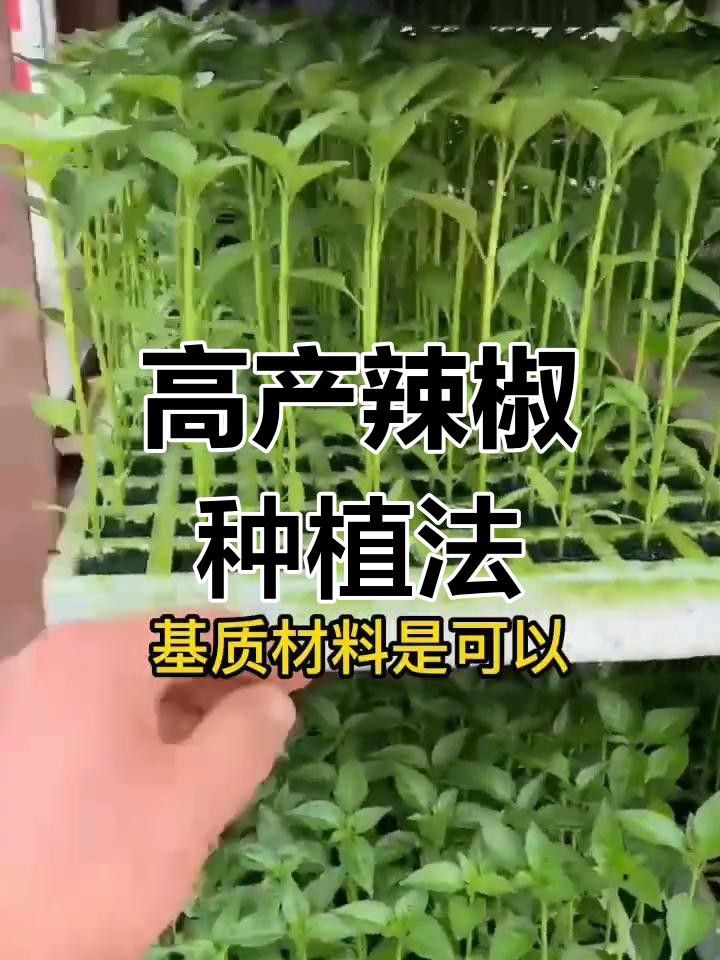 如何育苗紅龍23辣椒？