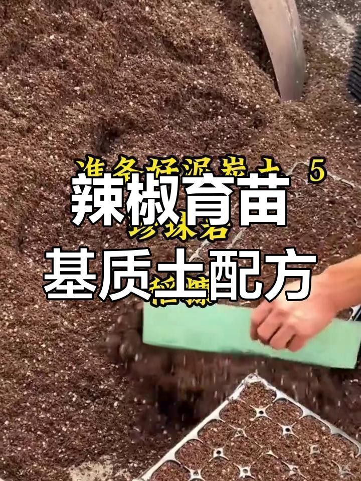 如何育苗紅龍23辣椒？