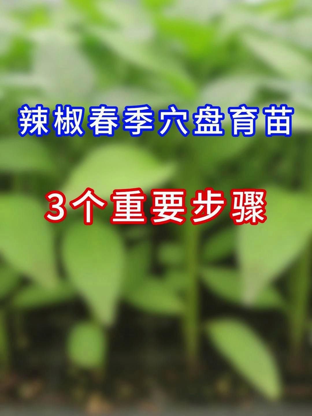 如何育苗紅龍23辣椒？