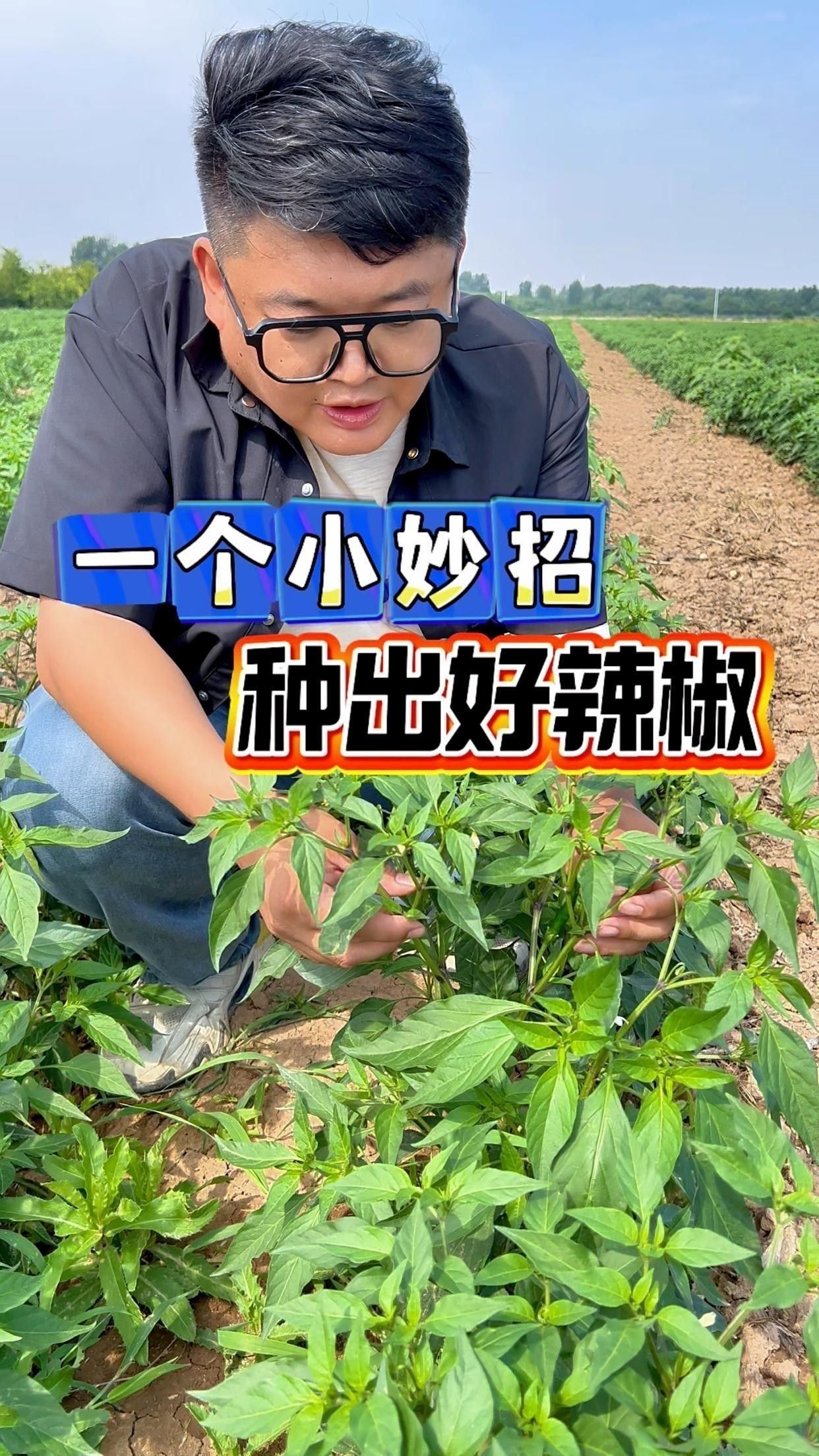 如何育苗紅龍23辣椒？