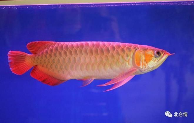 金龍魚象征（金龍魚與傳統文化節日的聯系，）