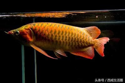 金龍魚象征（金龍魚與傳統文化節日的聯系，）