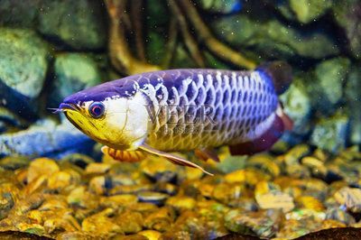 金龍魚幼苗變化（如何判斷金龍魚幼苗的健康狀態(tài)） 金龍魚幼苗變化（如何判斷金龍魚幼苗的健康狀態(tài)） 龍魚百科 第3張