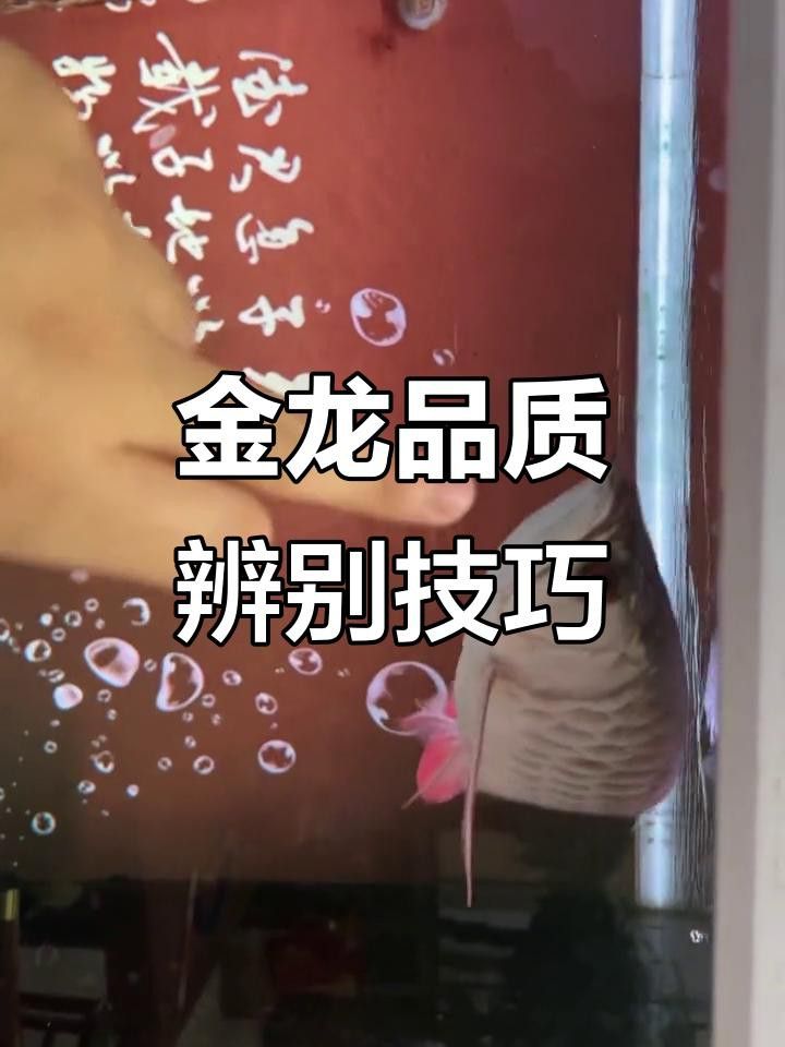 B過金龍魚的特征是什么？