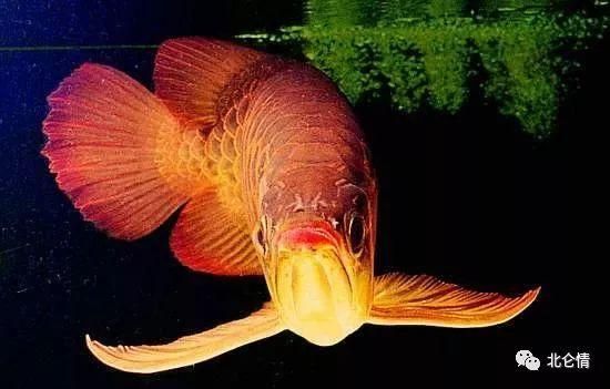 紅龍魚喂什么鰭尾長得快些（紅龍魚吃什么長得快-龍魚玩家欣賞大全）