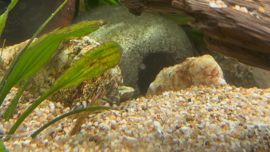 有哪些龍魚高清圖片示例? 龍魚百科 第37張 有哪些龍魚高清圖片示例? 有哪些龍魚高清圖片示例? 龍魚百科 第37張