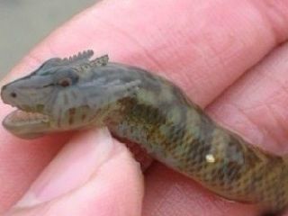 龍魚醫生在線咨詢：關于“龍魚醫生”的常見健康問題及解決方案：龍魚的常見健康問題及解決方案