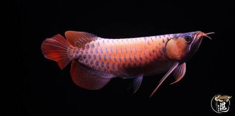 龍魚嘴合不上是什么原因：龍魚嘴合不上是什么原因龍魚嘴合不上是什么原因 龍魚嘴合不上是什么原因：龍魚嘴合不上是什么原因龍魚嘴合不上是什么原因 龍魚百科 第2張