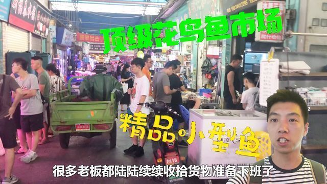 廣州花地灣雷龍魚批發 龍魚百科 第2張 廣州花地灣雷龍魚批發 廣州花地灣雷龍魚批發 龍魚百科 第2張