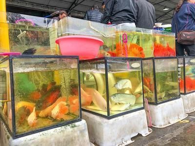 廣州花地灣雷龍魚批發 龍魚百科 第1張 廣州花地灣雷龍魚批發 廣州花地灣雷龍魚批發 龍魚百科 第1張