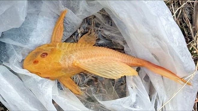 哪種金龍魚好養活一點（哪種金龍魚比較好養活，金龍魚的飼養方法和飼養方法） 哪種金龍魚好養活一點（哪種金龍魚比較好養活，金龍魚的飼養方法和飼養方法） 龍魚百科 第3張