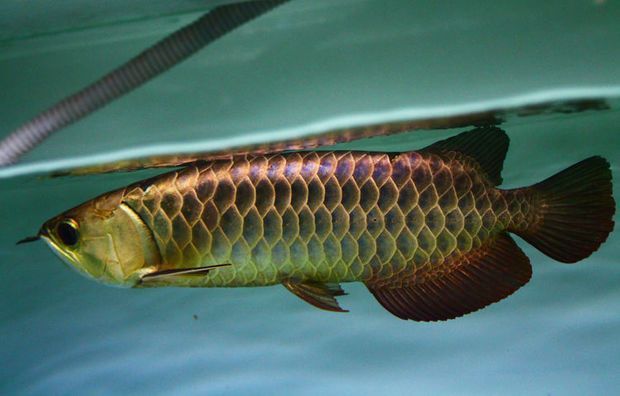 哪種金龍魚好養活一點（哪種金龍魚比較好養活，金龍魚的飼養方法和飼養方法） 哪種金龍魚好養活一點（哪種金龍魚比較好養活，金龍魚的飼養方法和飼養方法） 龍魚百科 第1張
