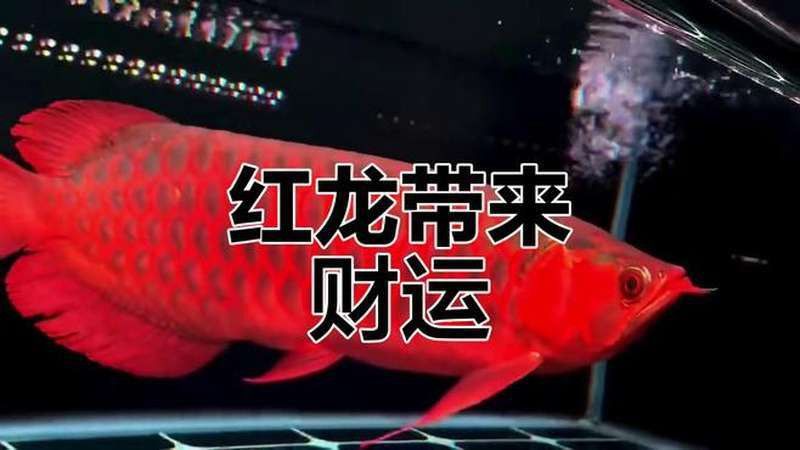紅龍魚什么樣的體型是極品的圖片視頻 紅龍魚什么樣的體型是極品的圖片視頻 龍魚百科 第3張