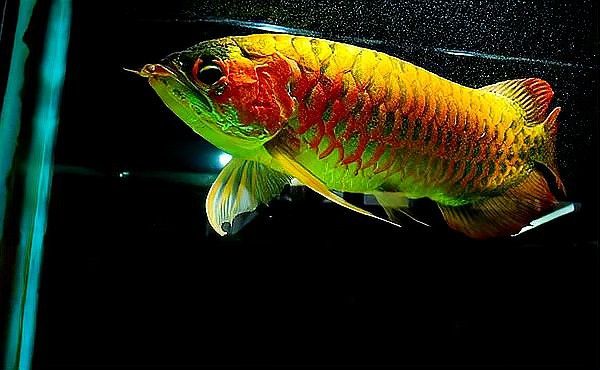 紅龍魚什么樣的體型是極品的圖片視頻 紅龍魚什么樣的體型是極品的圖片視頻 龍魚百科 第7張