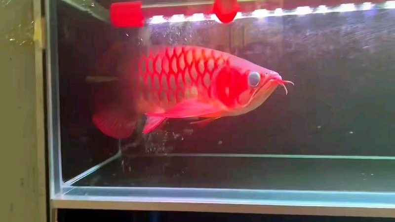 紅龍魚什么樣的體型是極品的圖片視頻 紅龍魚什么樣的體型是極品的圖片視頻 龍魚百科 第4張