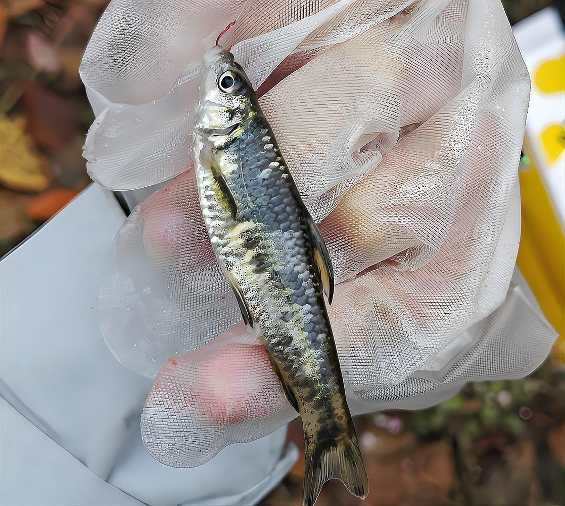 龍魚內臟外露后如何急救？ 龍魚內臟外露后如何急救？ 龍魚百科 第5張