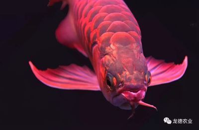 龍魚鱗片形狀：關于龍魚的鱗片形狀的詳細解釋