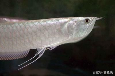 點金龍魚價格貴嗎:點金龍魚價格受到多種因素影響, 龍魚百科 第2張 點金龍魚價格貴嗎:點金龍魚價格受到多種因素影響, 點金龍魚價格貴嗎:點金龍魚價格受到多種因素影響, 龍魚百科 第2張