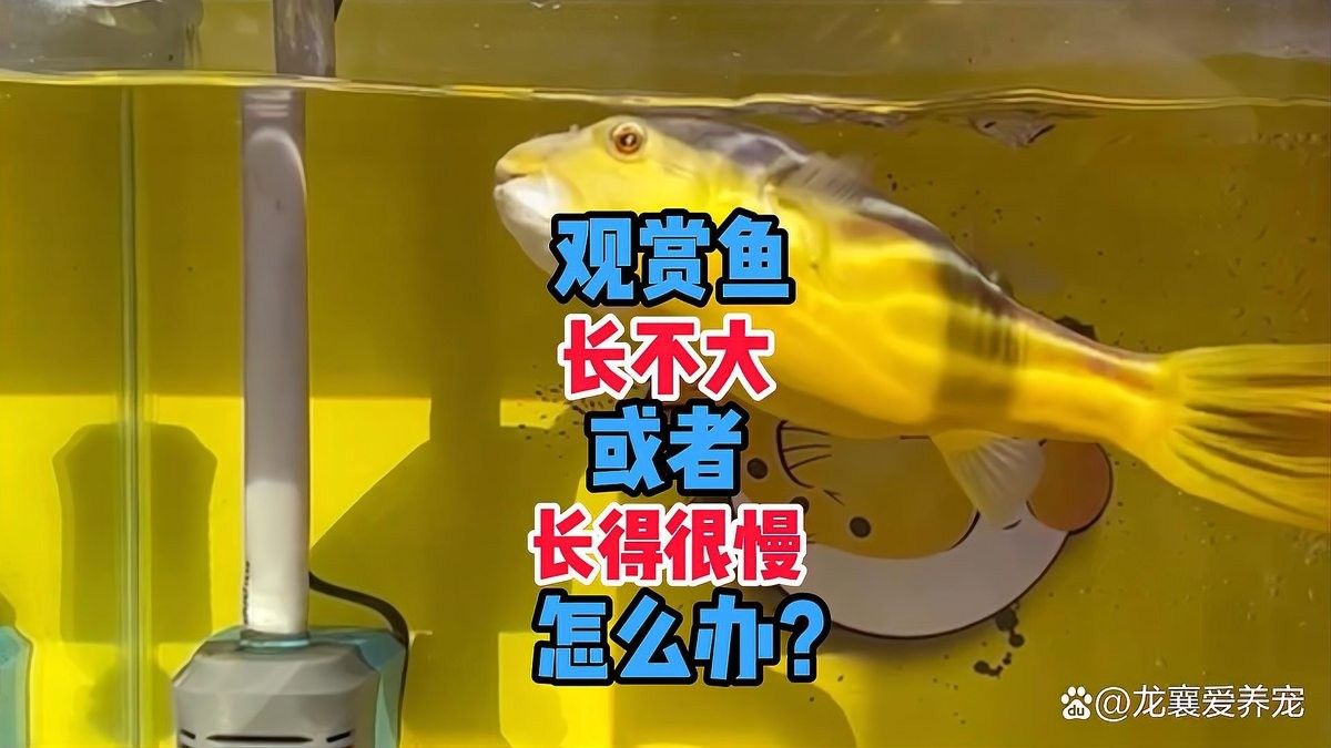 雷龍魚不長個