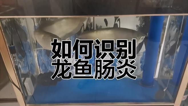 龍魚不吃食的幾種原因圖片