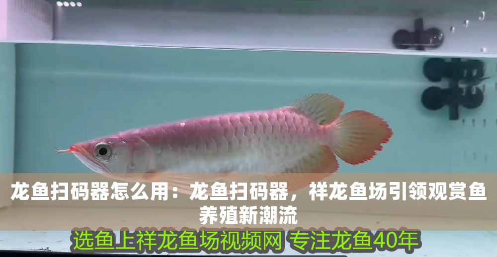 龍魚(yú)掃碼器怎么用：龍魚(yú)掃碼器，祥龍魚(yú)場(chǎng)引領(lǐng)觀賞魚(yú)養(yǎng)殖新潮流