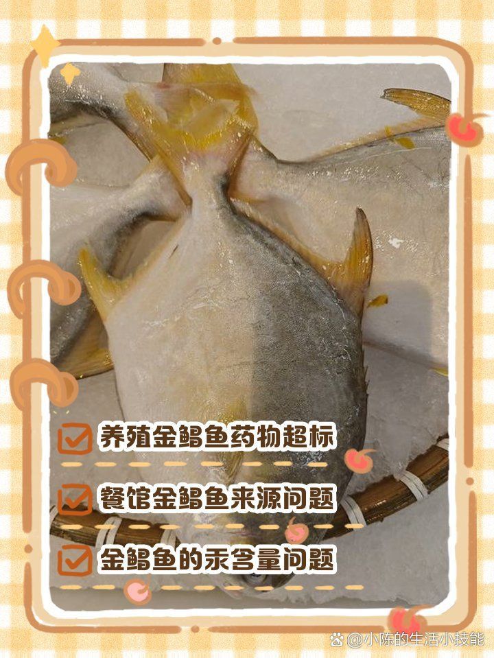 金鯧魚為何要盡量少吃