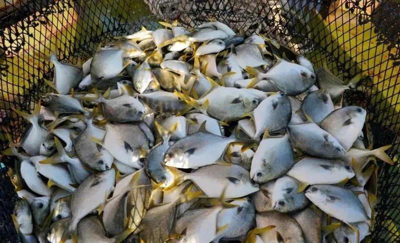 金鯧魚為何要盡量少吃